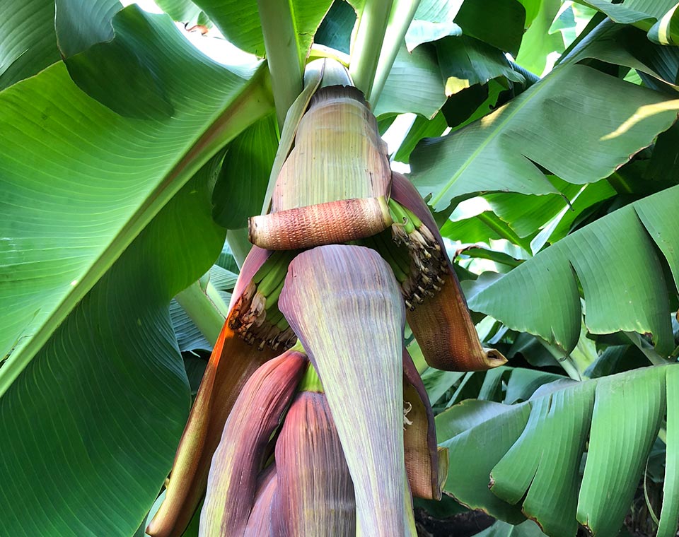 Upplev Indien - bananodling - bananblomma