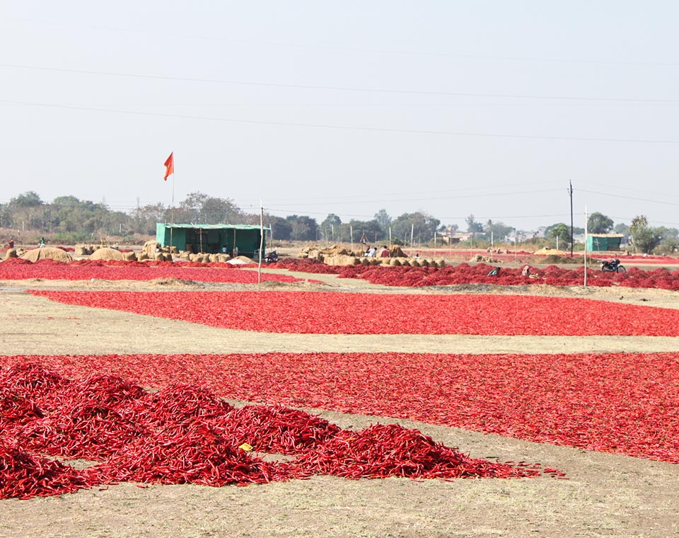 Upplev Indien - torkar chili